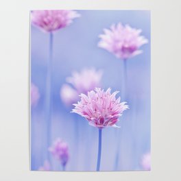 Allium pink macro 087 Poster