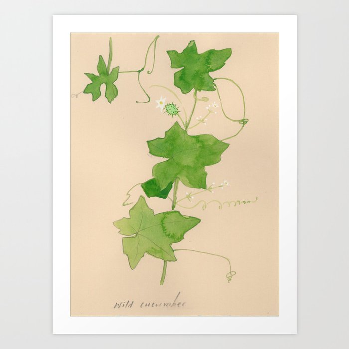 Wild Cucumber Art Print | Painting, Watercolor, Gouache, Botanical-drawing, Wild-cucumber, Illustration, Plants