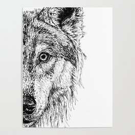Grey wolf - Canis lupus Poster
