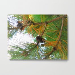 Beautiful fir tree branch with cones Metal Print | Attractive, Needle, Pine, Evergreen, Pine Cone, Green, Plant, Beautiful Fir Tree Branch With Cones, Pattern, Flora 