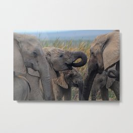 Addo Elephant National Park Metal Print | Outdoors, Elephants, Nationalpark, Southafrica, Color, Photo, Elephant, Africa, Nature, Digital 