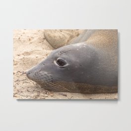 Elephant Seal Metal Print | Shoreline, Headportrait, Closeup, Wildlife, California, Beach, Mammal, Seal, Seashore, Northamerica 