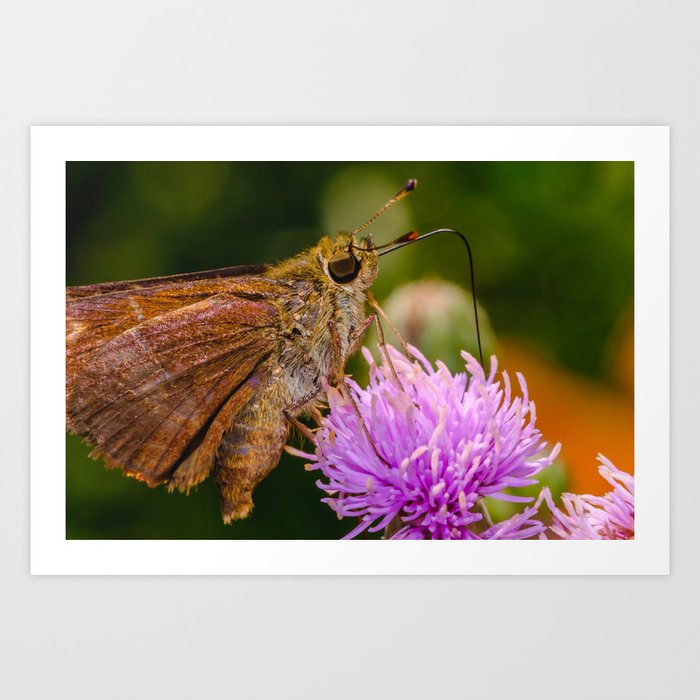 Beautiful Skipper Butterfly in Search of Nectar Art Print