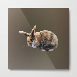 Brown and Tan Rabbit Metal Print | Bunnies, Pet, Animal, Rabbit, Photo, Susansavad, Bunny, Brown 