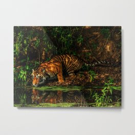 The Royal Bengal Tiger ( Metal Print | Landscape, Photo, Nature, Animal 