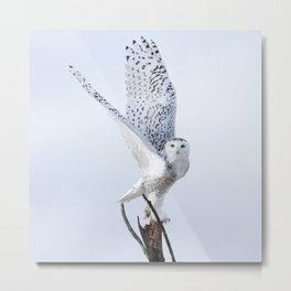 Transcend Metal Print | Birdofprey, Free, Photo, Eyes, Raptor, Snowyowl, Owl, Christmas, Snowyowls, Feathers 