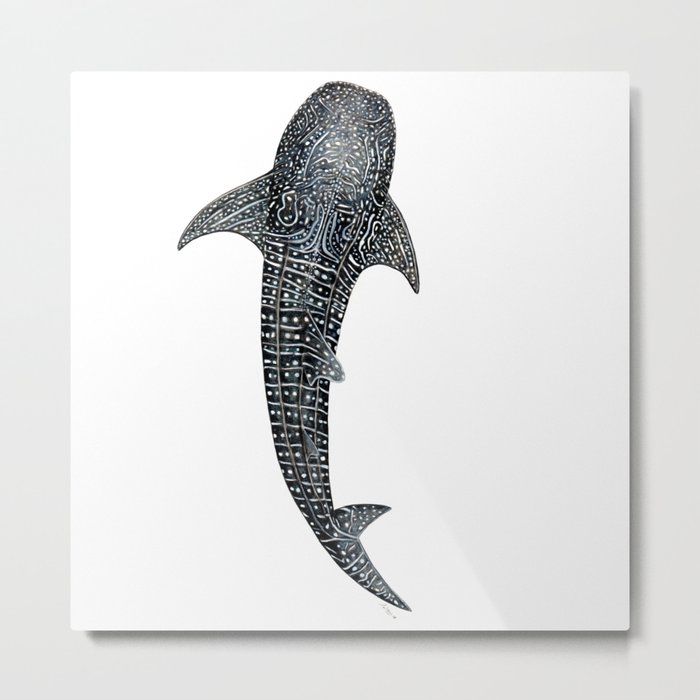 Whale Shark For Divers Shark Lovers And Fishermen Metal Print By