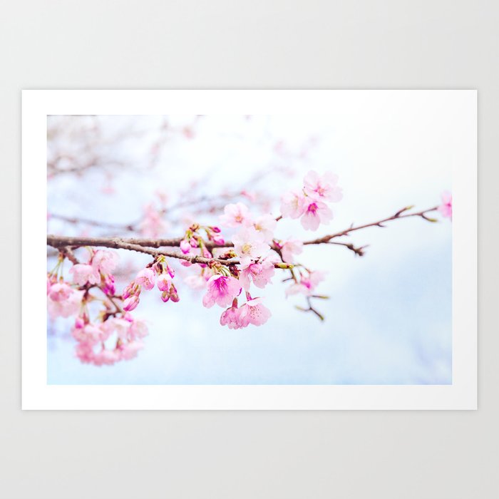 Japanese Cherry Blossom Tree Oh Kanzakura Art Print By