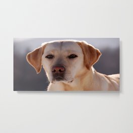 Portrait of A Golden Labrador Retriever Metal Print | Labradorlove, Labradorable, Labradorblack, Goldenlabrador, Labradorretriever, Animal, Painting, Gundog, Goldenlab, Yellowlab 