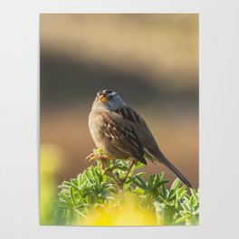 Portrait of a White-Crowned Sparrow Poster