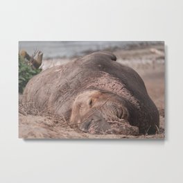 Napping Bull Elephant Seal Metal Print | Animal, Seal, Nature, Marinemammal, Photo, Wildlife, Elephantseal 