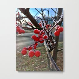 Mountain Ash Tree on a Frosty November Morning Metal Print | Tree, Gardening, Color, Gardener, Pretty, Red, Adventrue, Fall, Trees, Blue 