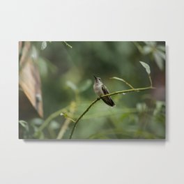 Rest Stop Metal Print | Archilochuscolubris, Tiny, Fast, Photo, Fastflyer, Beak, Resting, Wings, Bird, Hummingbird 