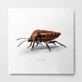 Minstrel (striped) bug art print Metal Print | Realism, Wildlife, Illustration, Painting, Insect, Small, Realistic, Colorful, Drawing, Entomology 