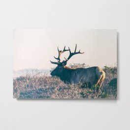Grace Bull Metal Print | Elk, Minimal, Photo, Fauna, Nature, Minimalism, Coastal, Wild, Seashore, Color 