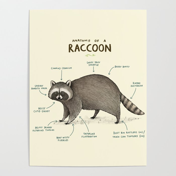 Anatomy of a Raccoon Poster by Sophie Corrigan | Society6