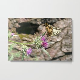 Scarce Swallowtail Butterfly and Thistle Metal Print | Nature, Photo, Animal 
