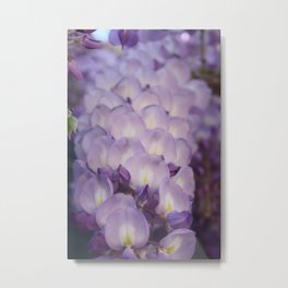 Pale Mauve And Purple Wisteria Flowers In Close Up Metal Print | Blooming, Color, Bloom, Closeup, Photo, Beautiful, Wisteria, Bush, Green, Fullframe 