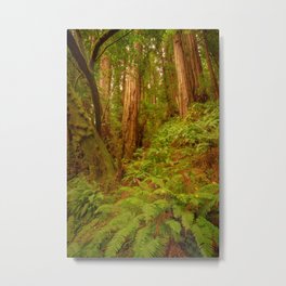 Redwoods Regional II Metal Print | Nature, Photo, Landscape 