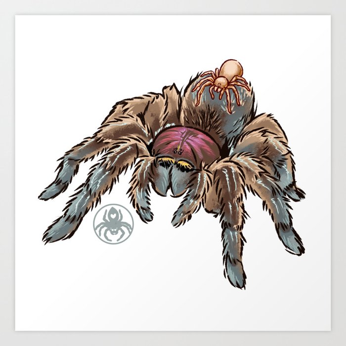 Spidey And Blinky Tarantula Drawing Art Print By Tarantulaheaven