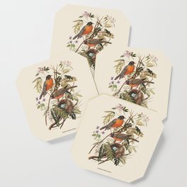 American Robin Antique Naturalist Illustration Coaster
