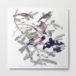 Rose-breasted grosbeak  Metal Print | Mocking, Blue, Cute, Nostalgia, Mockingbird, Yellow, Retro, Cool, Drawing, Tumblr 