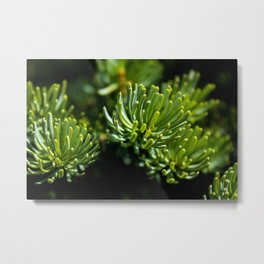 Abies Fraseri Metal Print | Nature, Forest, Christmastree, Garden, Digital, Tree, Green, Hdr, Photo, Pine 