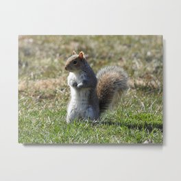 Wildlife photography, Eastern Gray Squirrel, nature Metal Print | Adorable, Squirrel, Homedecor, Graysquirrel, Cute, Fauna, Prints, Rodent, Bedandbath, Animal 
