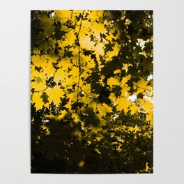 Yellow leafs in the woods Poster