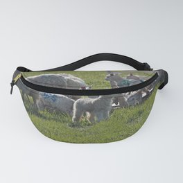 Lambs being put out to pasture in the spring Fanny Pack