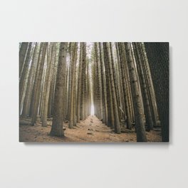 Sugar Pine Walk Metal Print | Nature, Australia, Forest, Sugarpine, Laurelhill, Landscape, Nsw, Trees, Pinetrees, Photo 