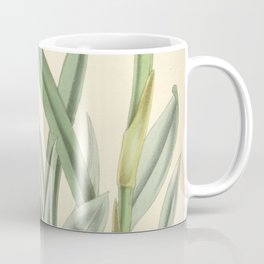 Miltonia flava (as Miltonia anceps) Curtis' 92 (Ser. 3 no. 22) pl. 5572 (1866) Coffee Mug | Drawing, Plant, Horticulture, Vintage, 19Thcentury, Agriculture, Scientific, Historical, Gardening, Botanical 