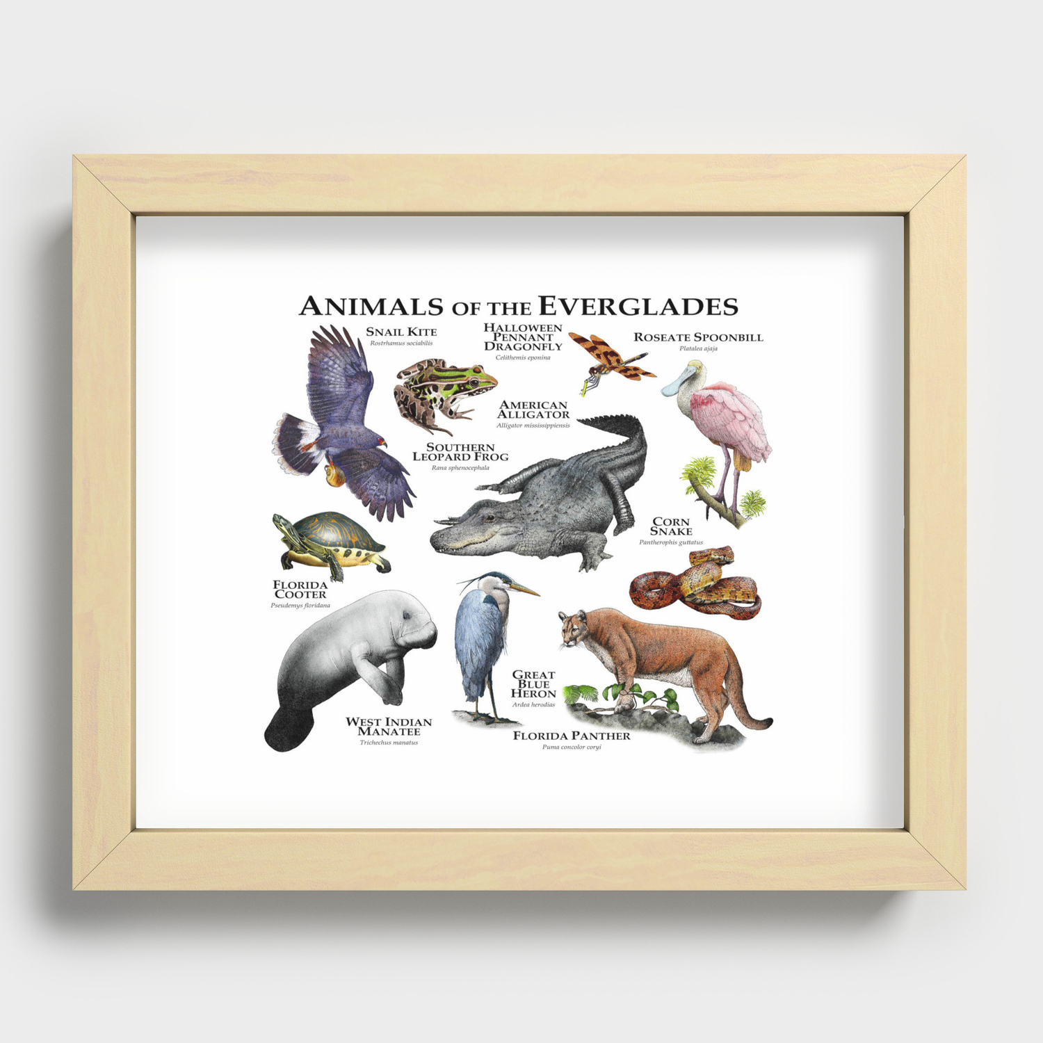 Animals of the Florida Everglades Recessed Framed Print by Wildlife Art by  Roger Hall | Society6