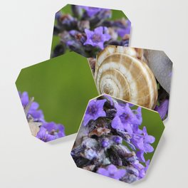 Snail Coaster