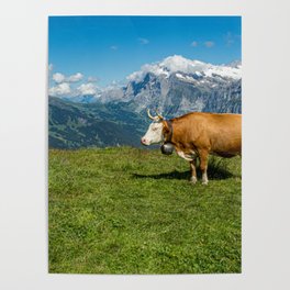 Cow Jungfrau Region Swiss Alps Switzerland Poster