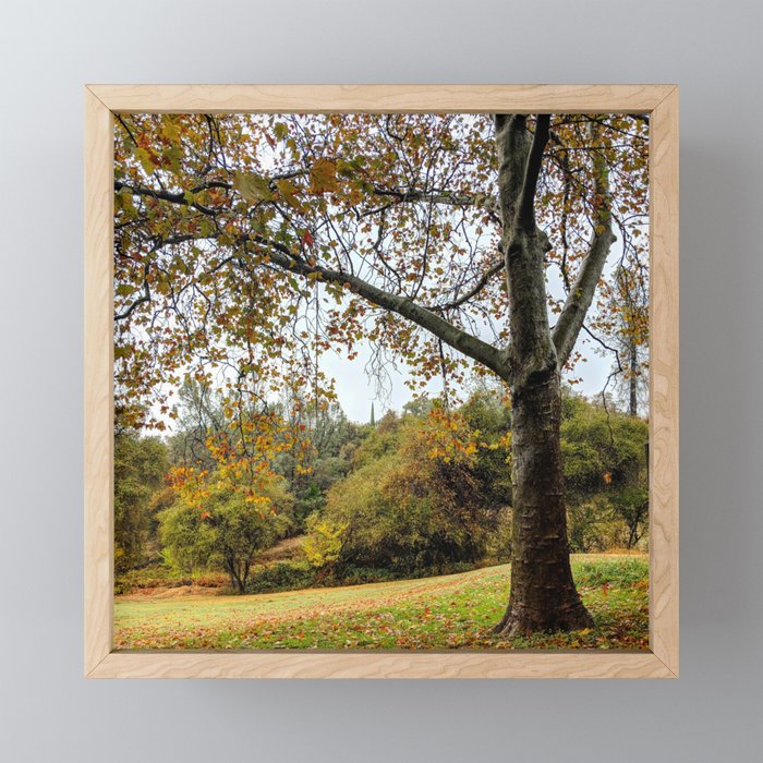 Autumn's Empty Promise Framed Mini Art Print