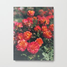 Fuschia Roses Metal Print | Highcontrast, Colorful, Flowers, Bright, Bloom, Flower, Botanical, Fleurs, Spring, Delicate 