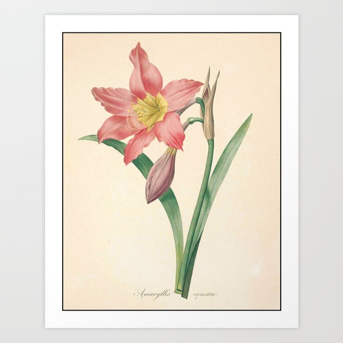 Wallpaper Lilies Flower Color Pencil Hand Drawing Art Print By Free