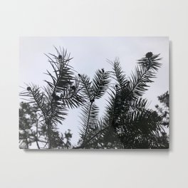 Silver Fir Abies Alba Abstract Metal Print | Sky, Blue, Cedar, Naturepicture, Painting, Abstract, Texture, Woods, Firtree, Forest 