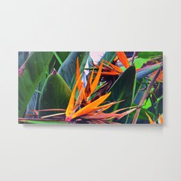 Tropical Flowers Metal Print | Botanical, Flora, Leaves, Plants, Color, Southafrica, Orange, Green, Photo, Craneflower 