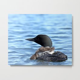 Little one looking for minnows Metal Print | Wild, Animal, Waterfowl, Cottage, Funny, Lake, Waterbird, Blue, Wildlife, Summer 