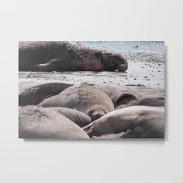 Elephant Seal and His Harem Metal Print | Animal, Nature, Seal, Elephantseal, Marinemammal, Photo, Wildlife 