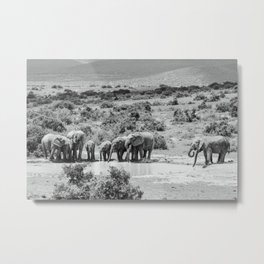 A group of Elephants | Addo Elephant National Park South Africa. Minimalistic print - fine art photography Art Print  Metal Print | Southafrica, Blackandwhite, Animal, Bigfive, Digital, Safari, Wild, Minimalistic, Photo, Wildlife 