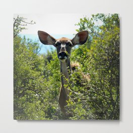 Kudu Buck Metal Print | Buck, Kudu, Photo, Nature, Animal, Natural, Color, Wildlife, Deer 