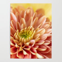 Orange Chrysanthemum Flower Poster