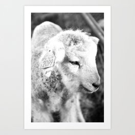 Lamb Art Print