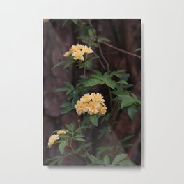 Yellow  Blooms Metal Print | Green, Treebark, Photo, Summerblossom, Gardening, Summerbloom, Garden, Yellow, Flower, Bark 