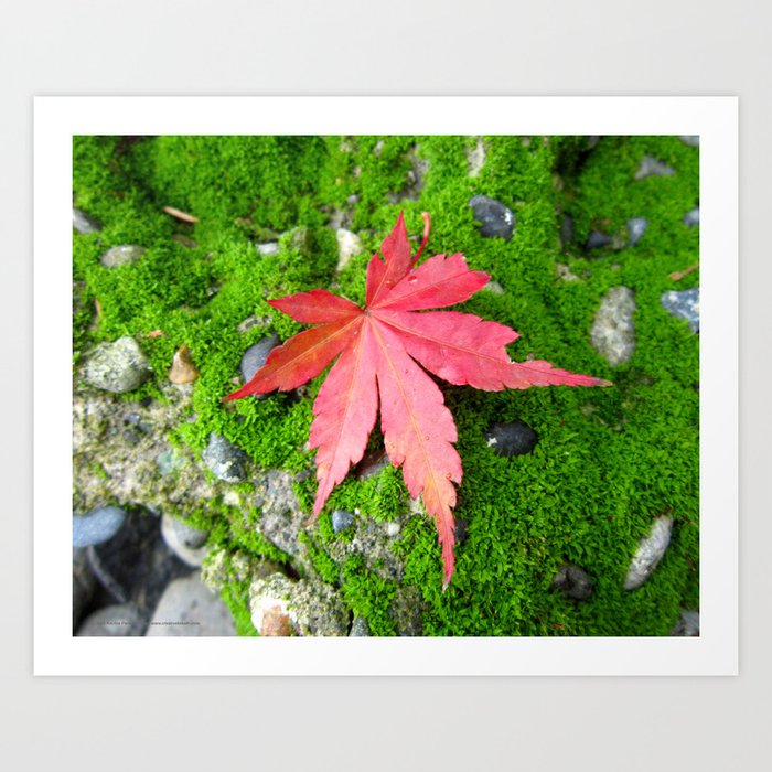 Leaf Zen Art Print | Nature, Photography