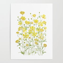 yellow buttercup flowers filed watercolor  Poster