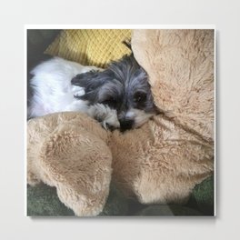Shih Tzu Coton De Tuléar Dog Among Stuffed Animals Metal Print | Cozy, Animal, Dogperson, Shihtzu, Dog, Love, Pet, Pillow, Cute, Blackandwhitedog 